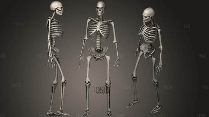Мужской скелет v2